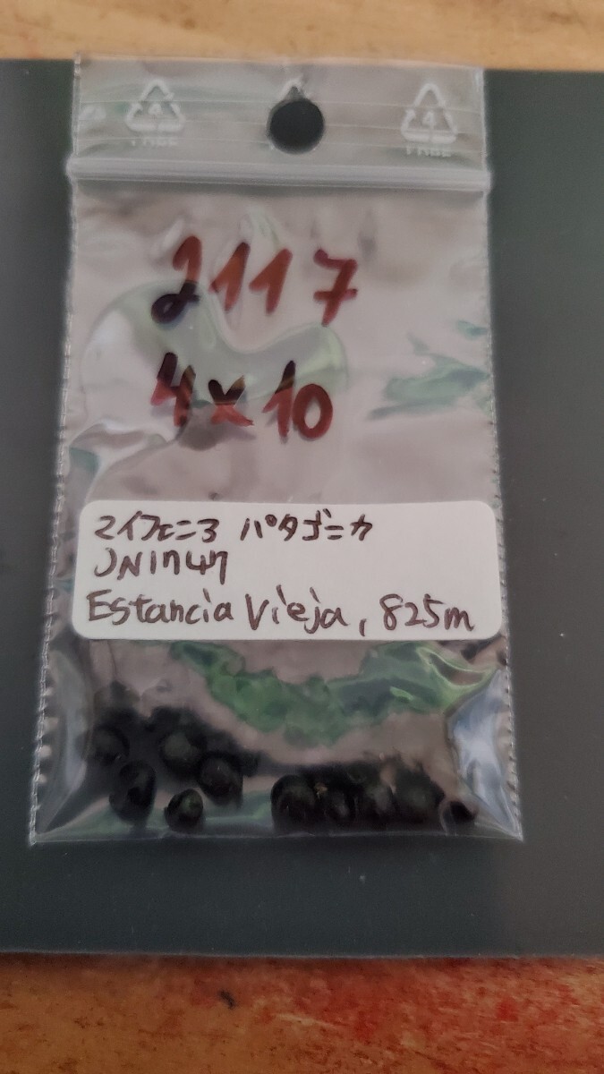 マイフェニア パタゴニカ JN1747 種子5粒拍卖
