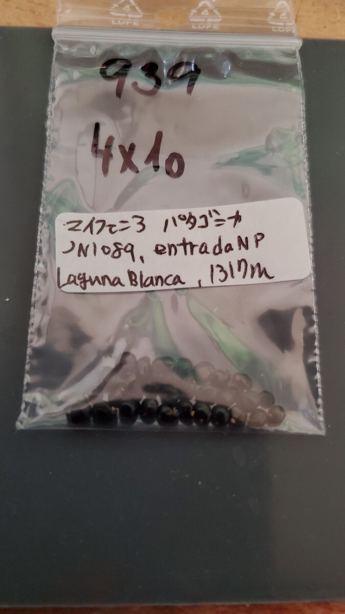 マイフェニア パタゴニカ JN1089 種子5粒拍卖