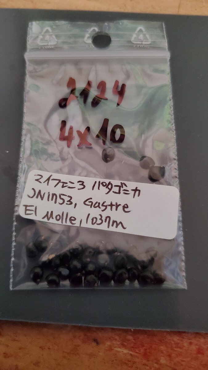 マイフェニア パタゴニカ JN1753 種子5粒拍卖