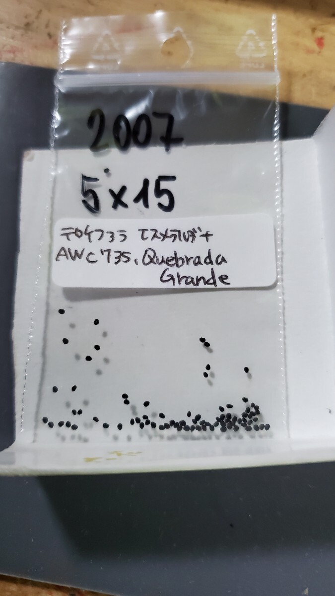 テロケファラ エスメラルダナ AWC735 種子15粒拍卖
