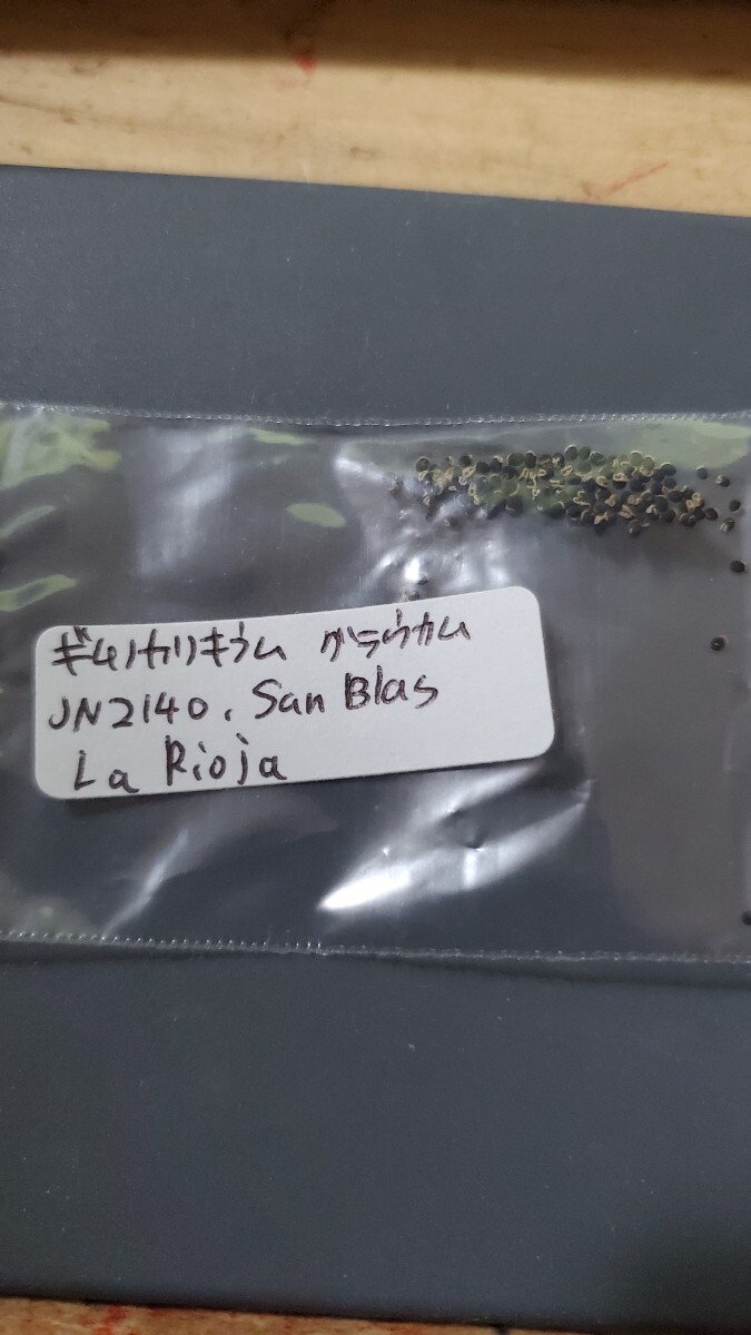 ギムノカリキウム グラウカム JN2140 種子 15粒拍卖