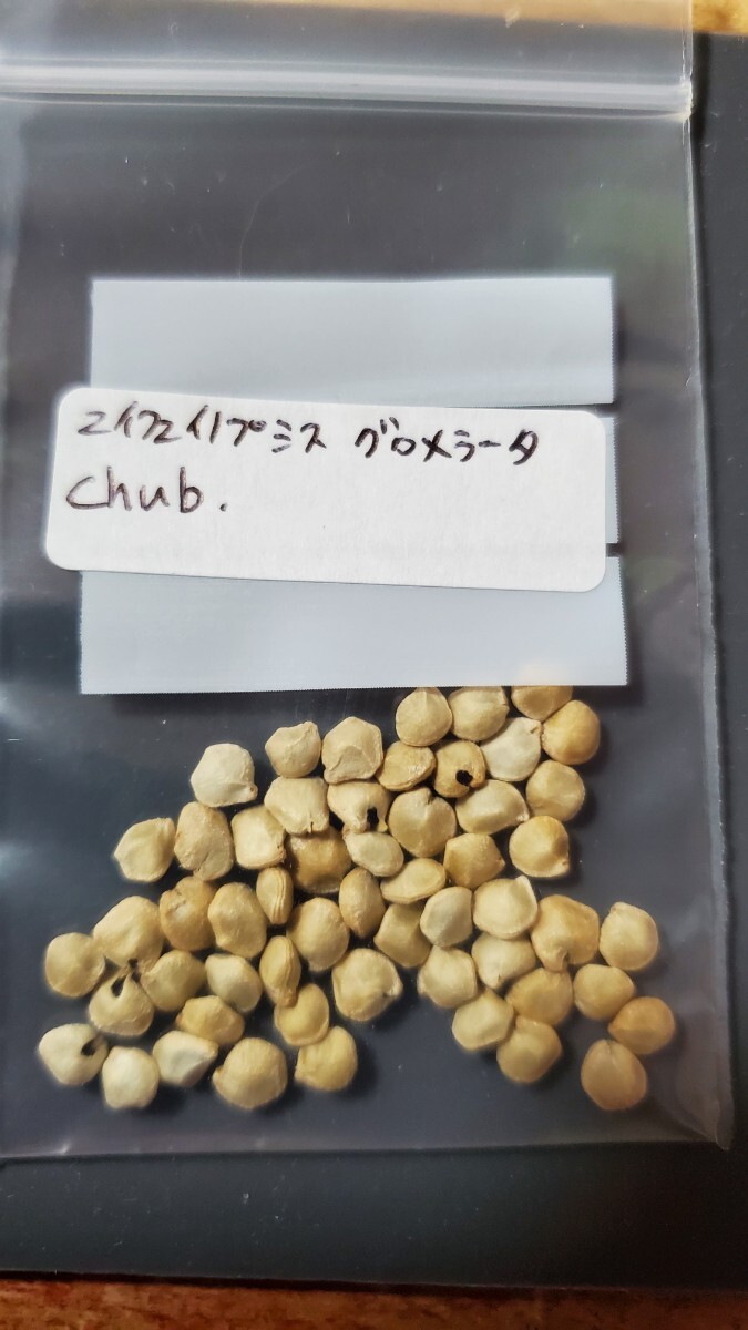 マイフェイノプシス グロメラータ, Chub 種子5粒拍卖