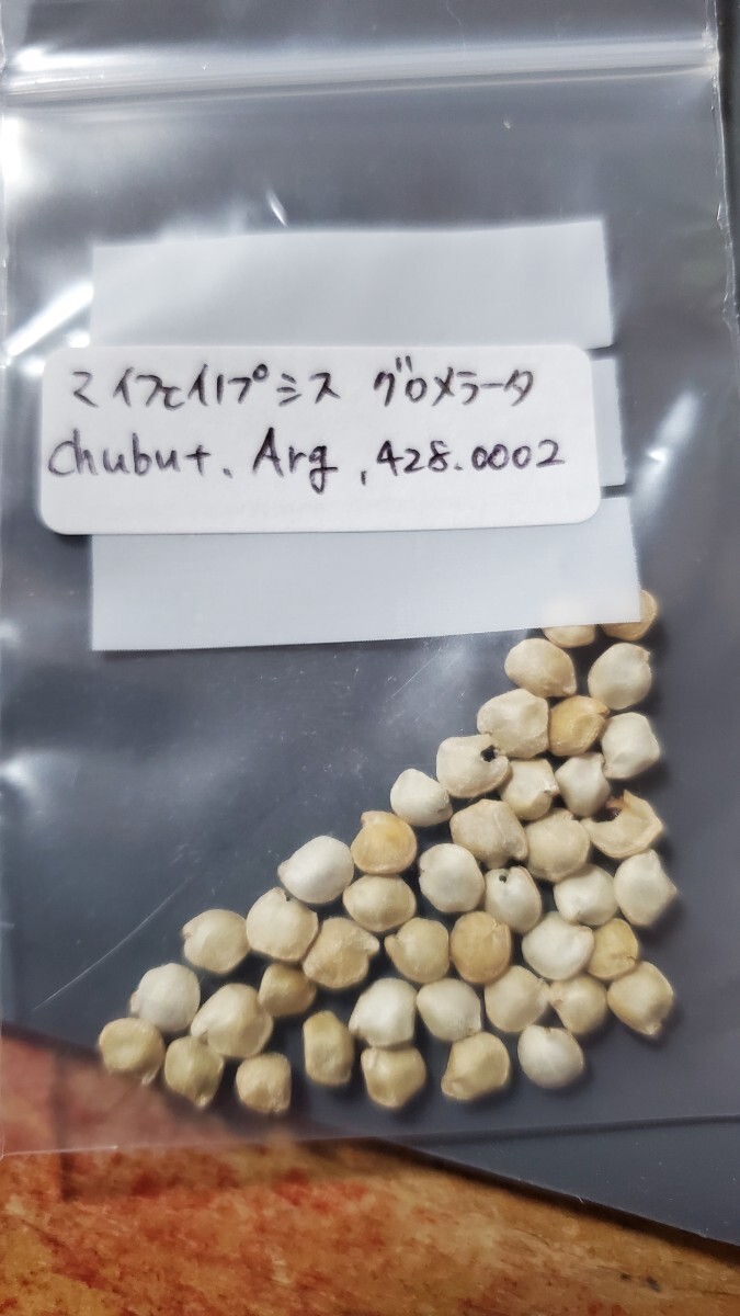 マイフェイノプシス グロメラータ, Chubut, 428.0002 種子5粒拍卖
