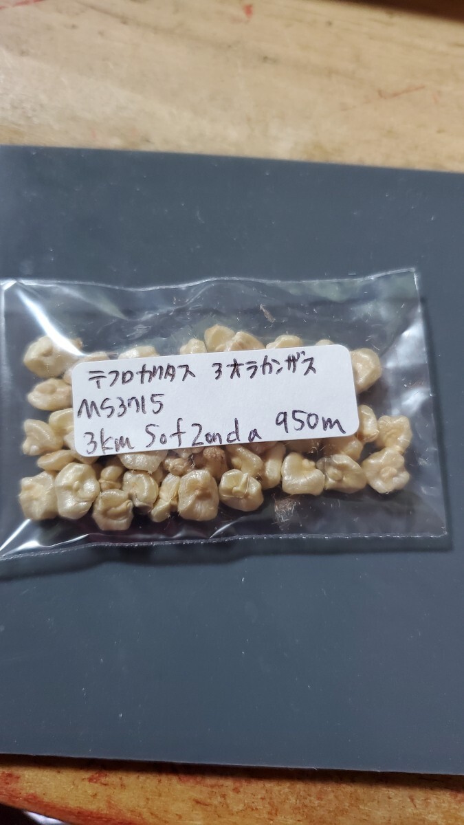 テフロカクタス アオラカンザス MS3715 種子5粒拍卖