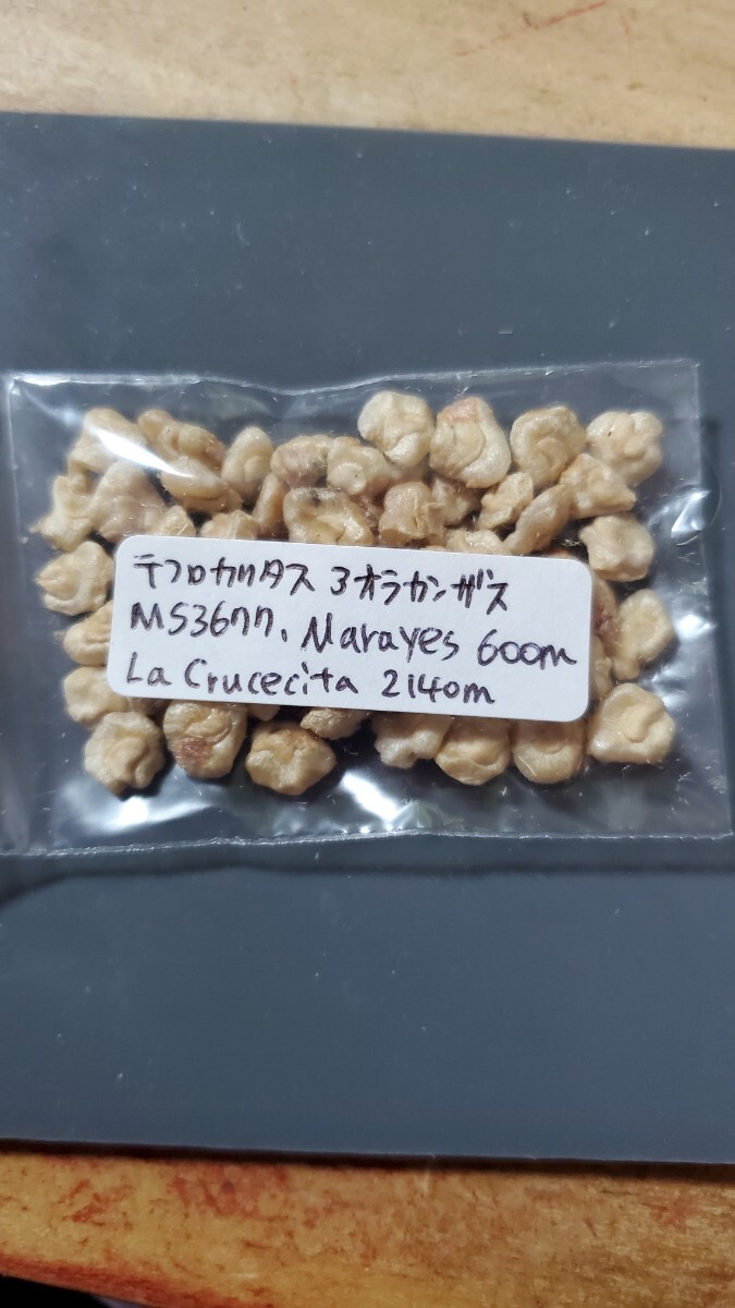 テフロカクタス アオラカンザス MR3677 種子5粒拍卖