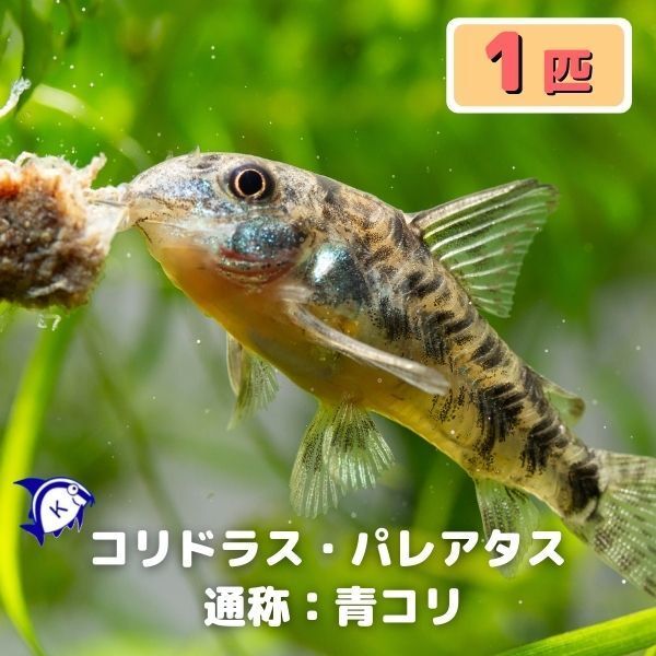 熱帯魚 コリドラス・パレアタス 青コリ 1匹 ※雄雌のご指定不可拍卖