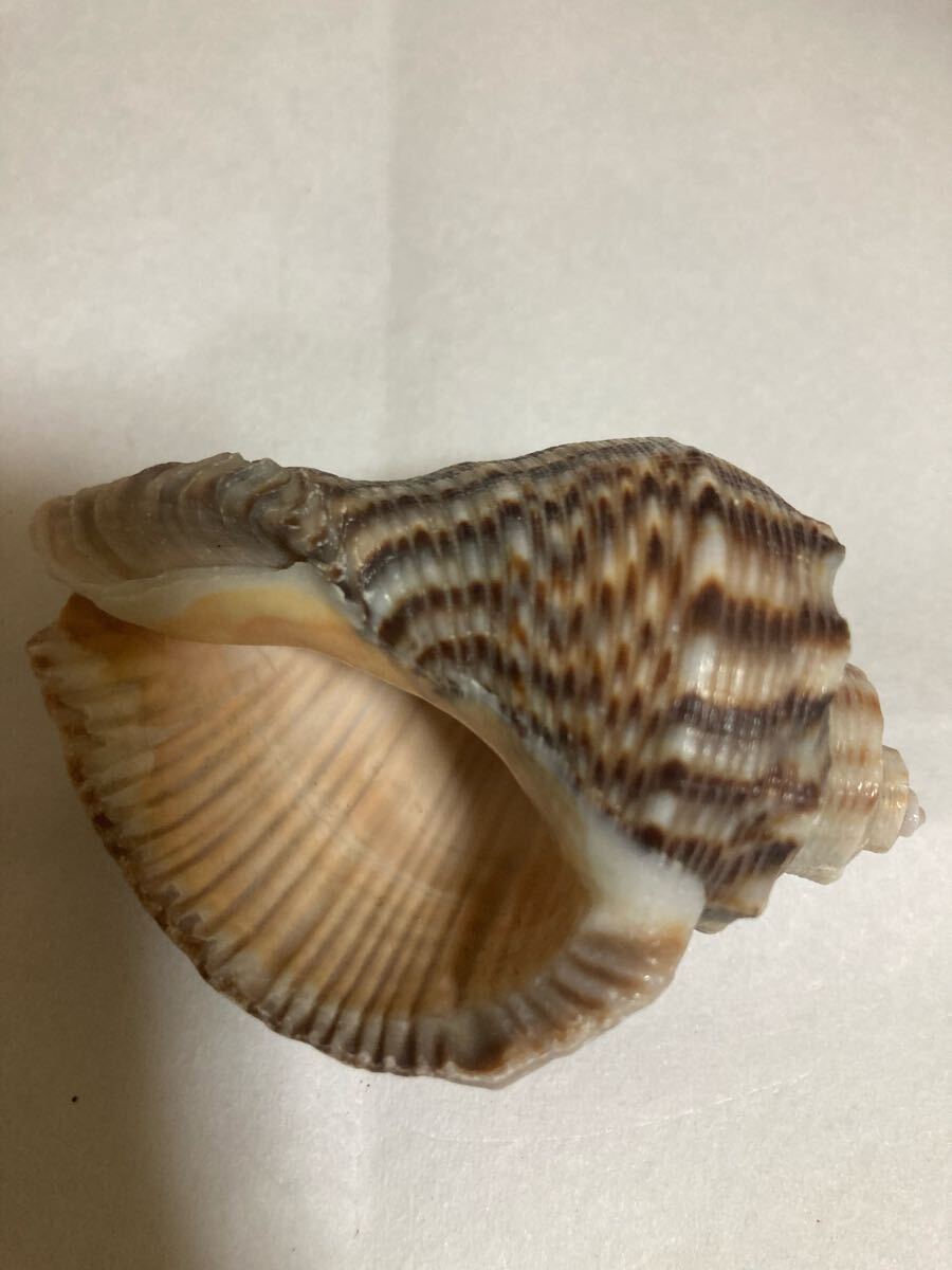 1919.貝がら☆インテリア ハンドメイドなどに拍卖