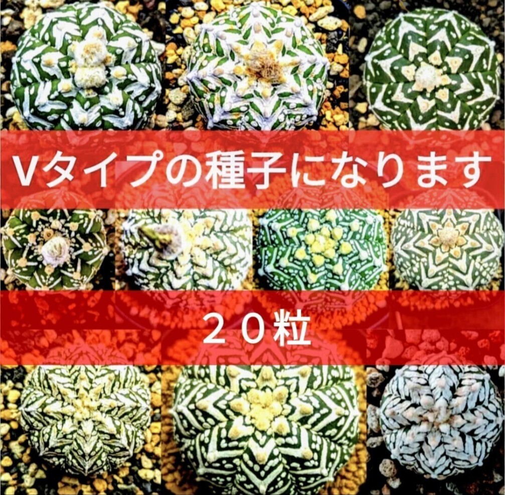 Ω20 スーパー兜 アストロフィツム Vタイプ 種子 20粒 サボテン 即落札可能 兜丸 Yahooオフ Astrophytum Super Kabuto V-type 拍卖