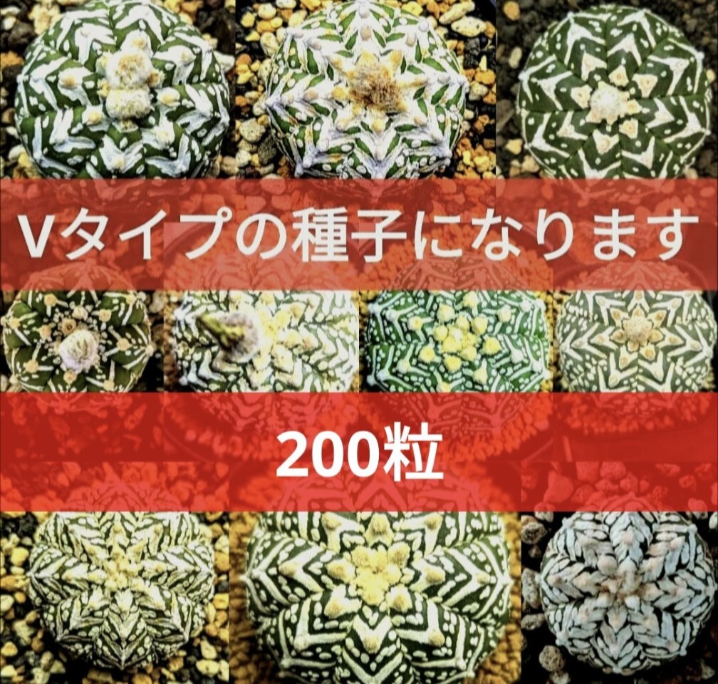 Ω200 スーパー兜 アストロフィツム Vタイプ アロータイプ 種子 200粒 サボテン 多肉植物 週末クーポン対応品拍卖