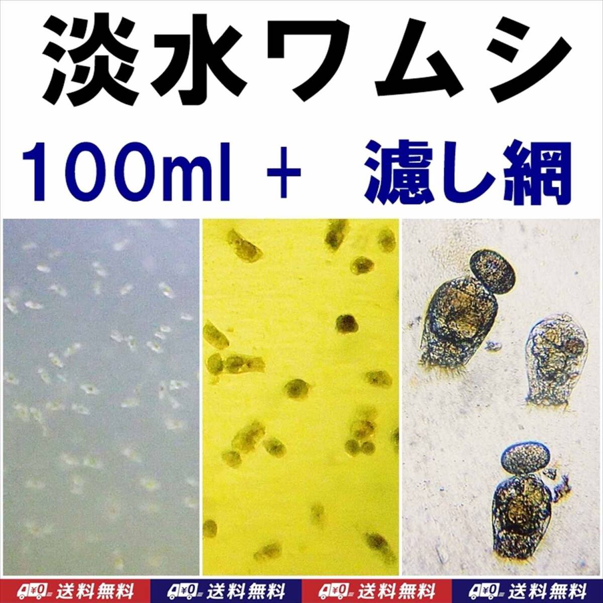 【送料込】淡水ワムシ 種水 100ml + 濾し網 S 1個   ツボワムシ 培養液 メダカ・金魚の針子の活き餌 動物プランクトン 水槽用品拍卖