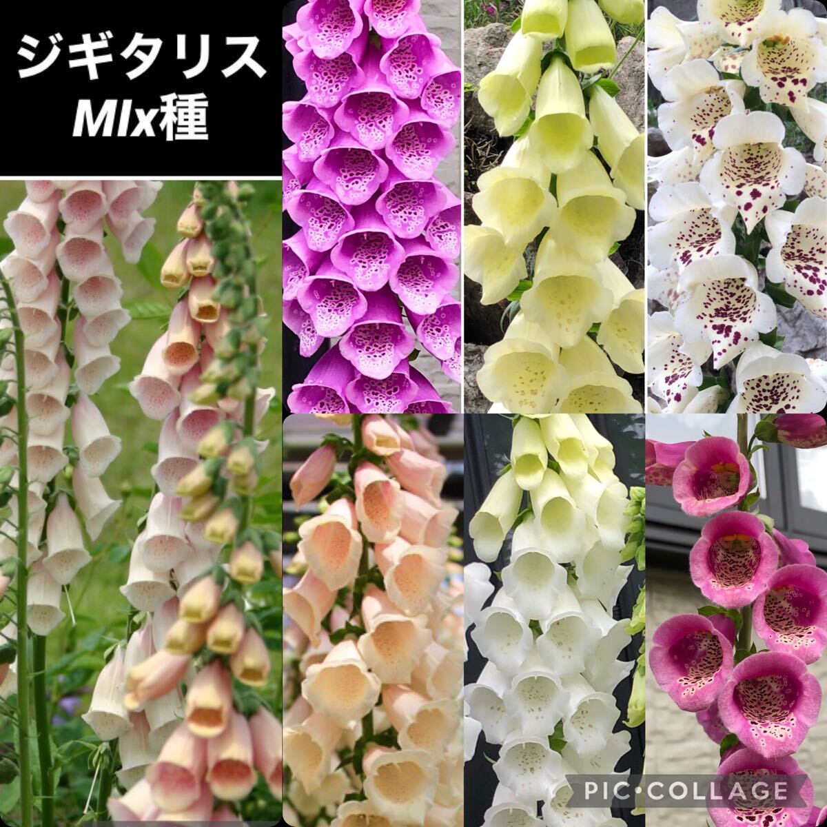 ジギタリス  花の種拍卖