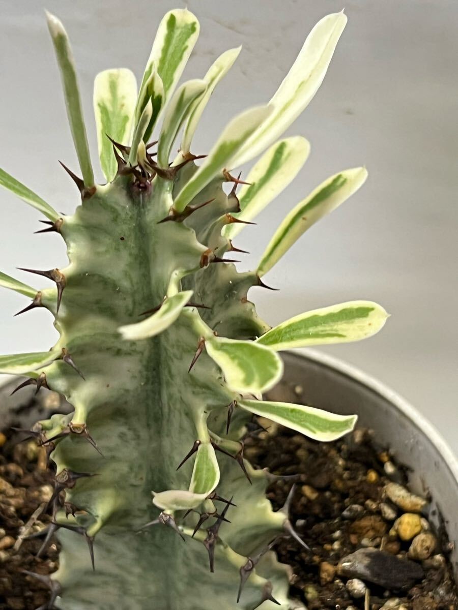 ユーフォルビア属 ラクテア錦拍卖