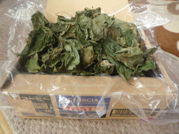 ●大量●乾燥●マタタビ乾燥葉●1箱●猫ちゃん大好き★★拍卖