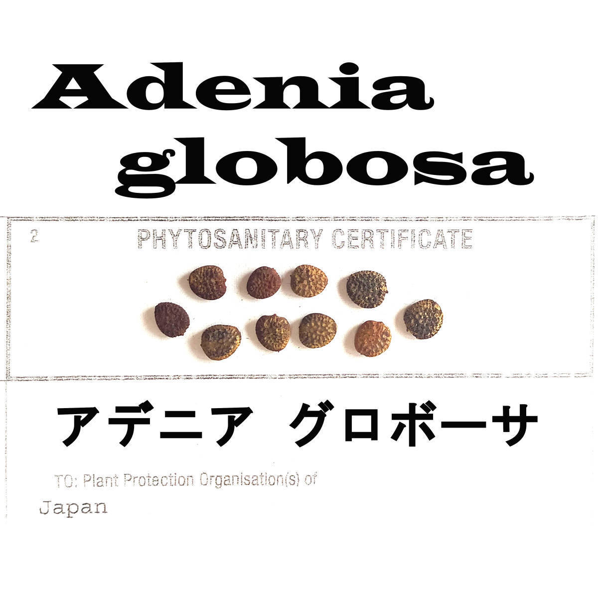7月入荷 Adenia globosa アデニア グロボーサ 10粒 種 種子拍卖