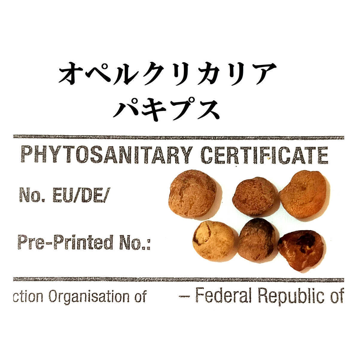 【本物】2月入荷 5粒 オペルクリカリア パキプス 種子 種 証明書拍卖
