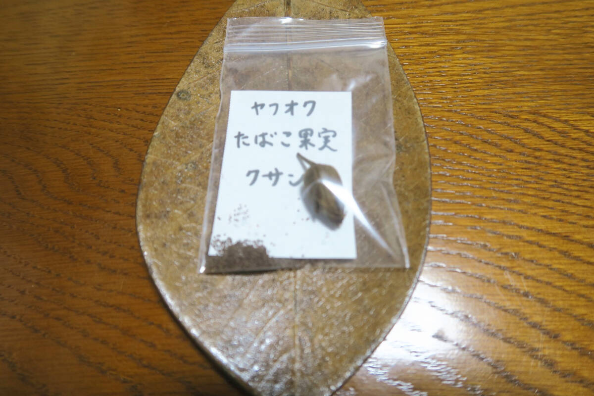 第四種郵便で発送|たばこ果実1個(伝統種クサンチ)+1つまみの種子/私はアマゾンには一切出品していません|第四種郵便で発送拍卖