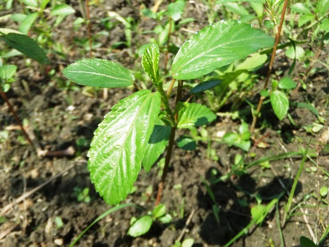 482.6.1◆ファラオの健康野菜 モロヘイヤ種 3g 5ml◆トライ家庭菜園 プランター菜園 栽培◆耕作放棄地 エスディージーズ 益虫活用 自然菜園拍卖