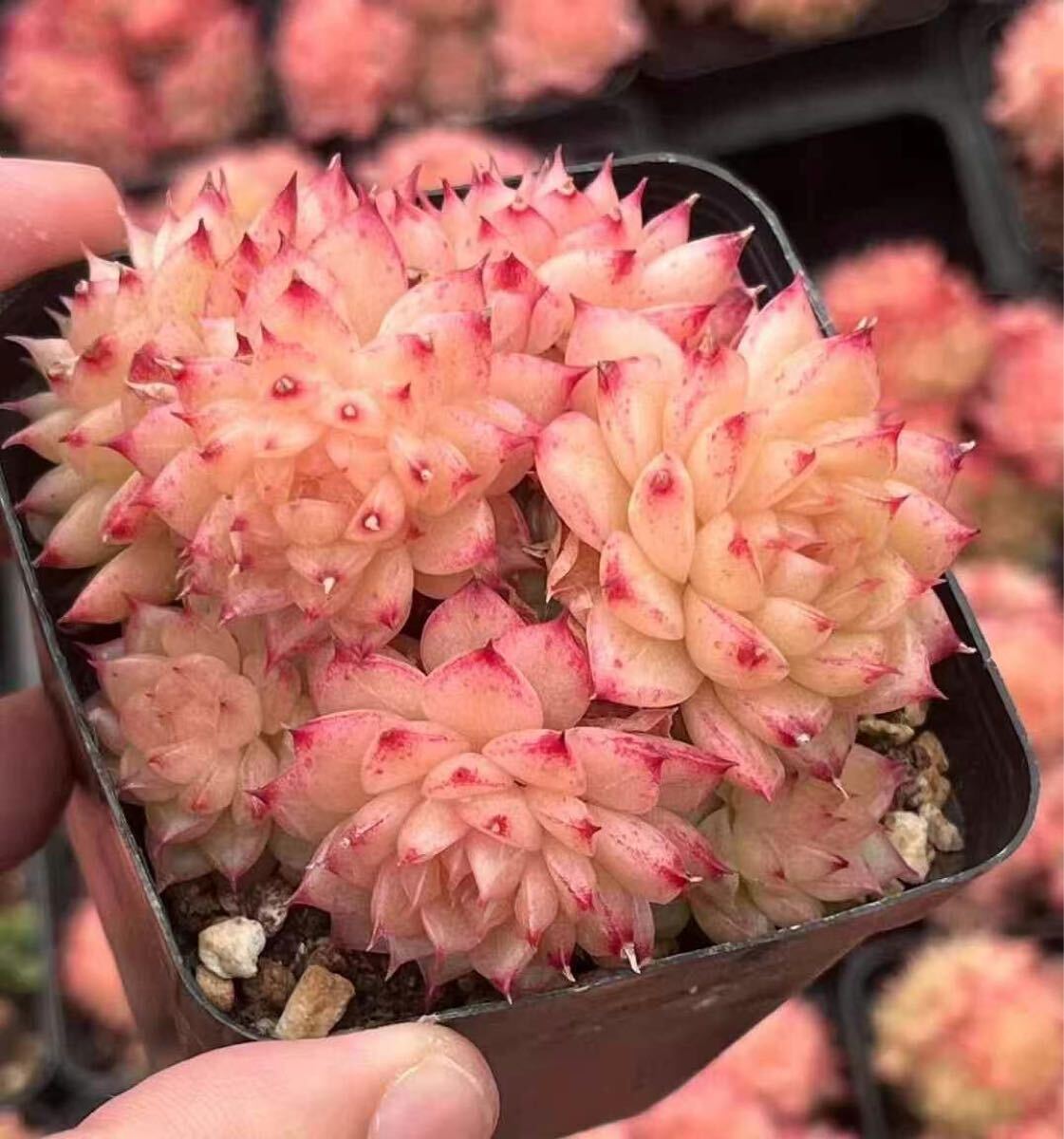 金谷 新品種 群生 エケベリア 多肉植物拍卖
