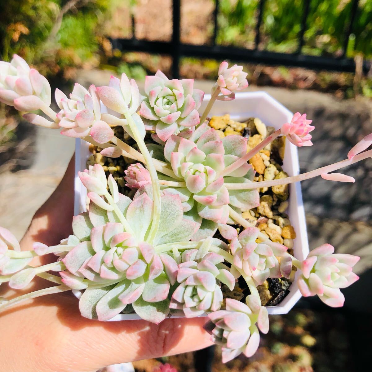 パミールローズ錦 2苗セット 新品種 発根済み エケベリア 多肉植物拍卖