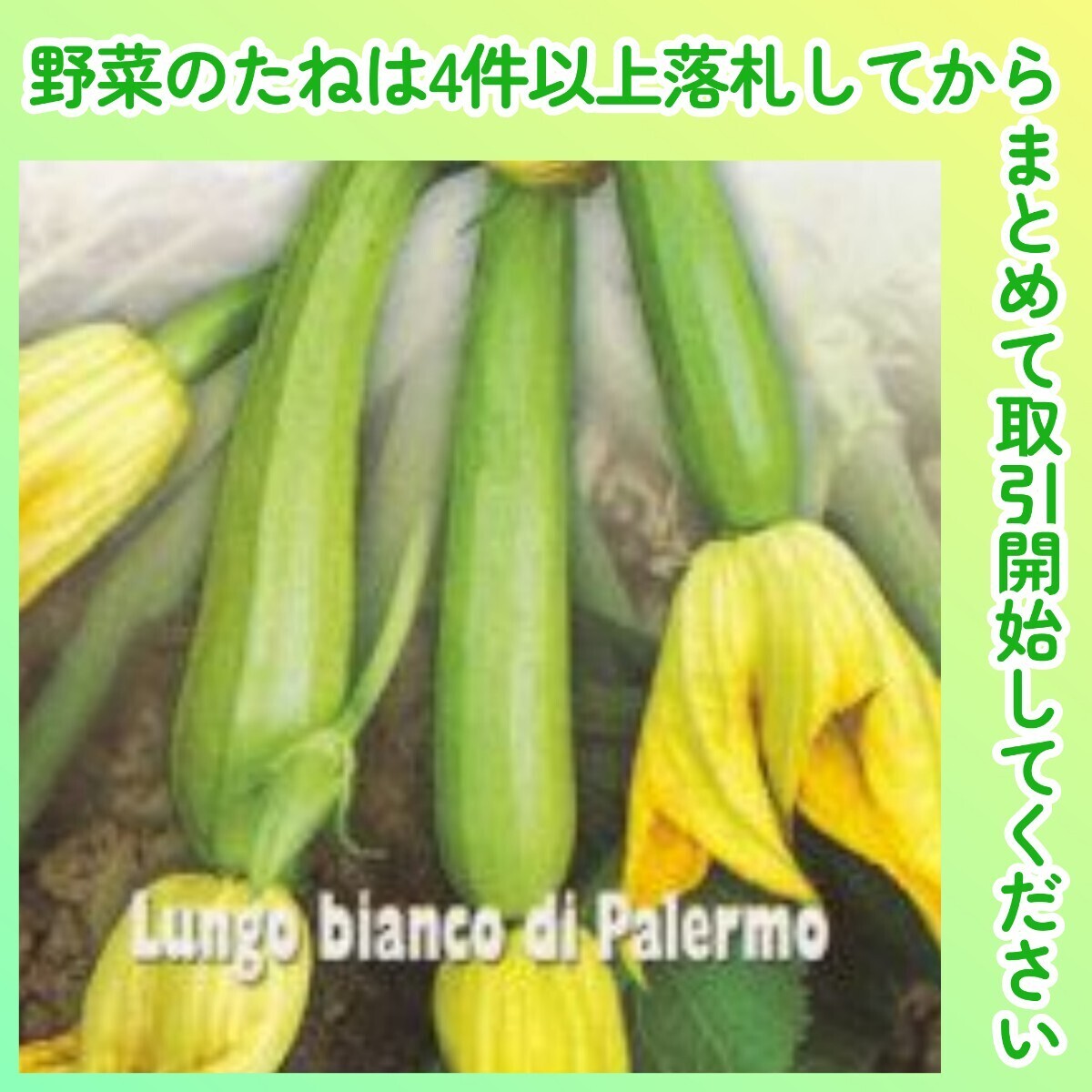 4件以上落札◆ズッキーニ種◆白長ズッキーニ・パレルモ 3粒◆固定種 ルンゴビアンコ イタリア イタリアンズッキーニ 半蔓性拍卖