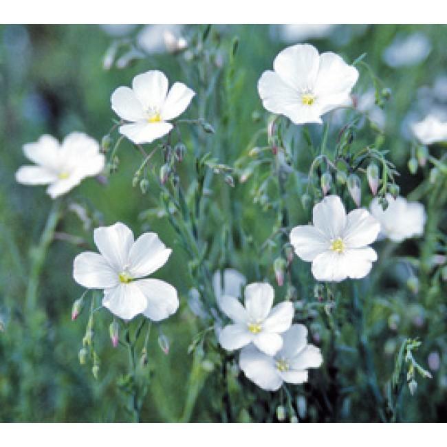 <花の種>フラックス・ホワイト  1ml 約90粒 白いアマ拍卖