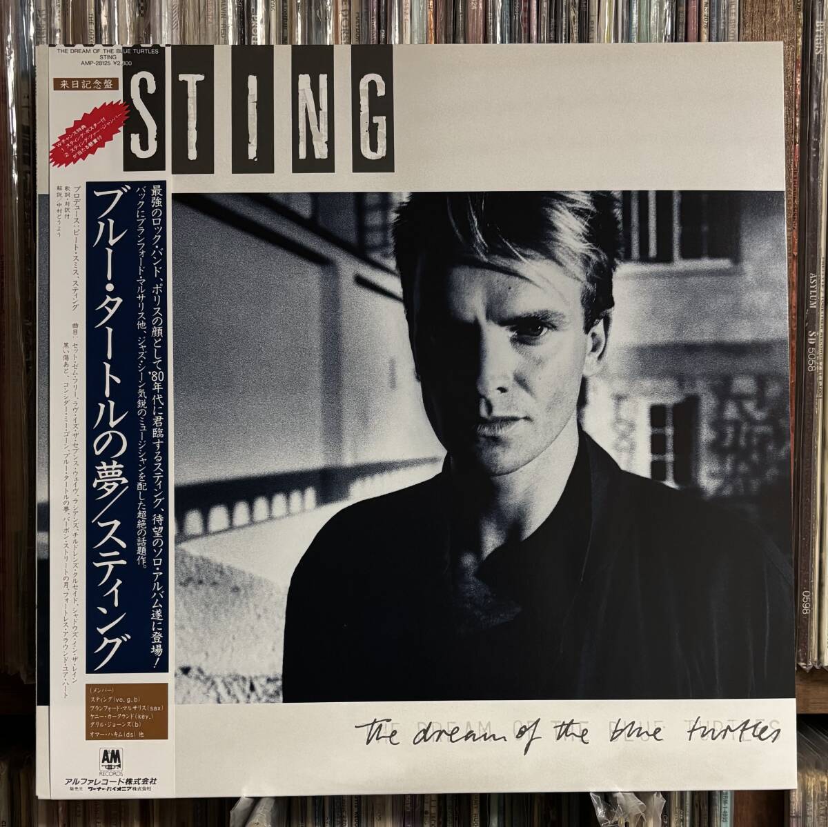 スティング / ブルータートルの夢 LP 帯 美品 カレンダー拍卖