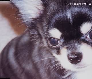 CD 真心ブラザーズ, YO-KING; 島田 FLY KSC2403 /00110拍卖