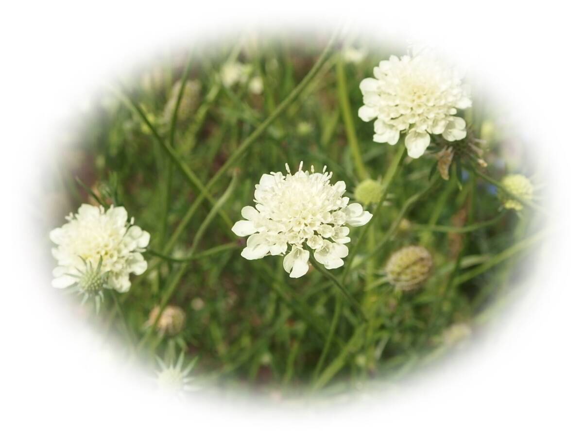 スカビオサ クリーム 15粒 マツムシソウ 松虫草 種 花が大好き 7年自家採取拍卖