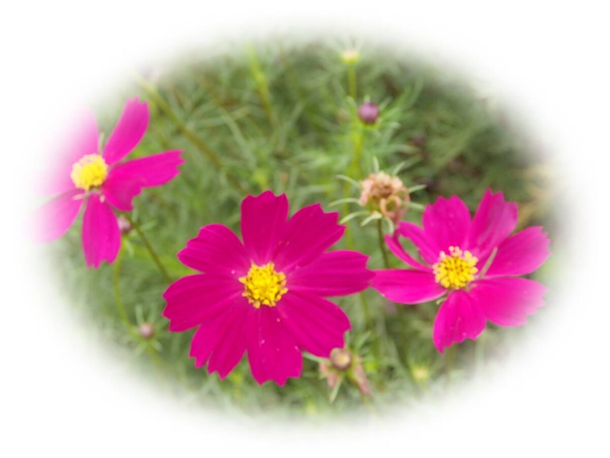 コスモス カーマイン 45粒 種 秋桜 こすもす 7年自家採種 花が大好き拍卖