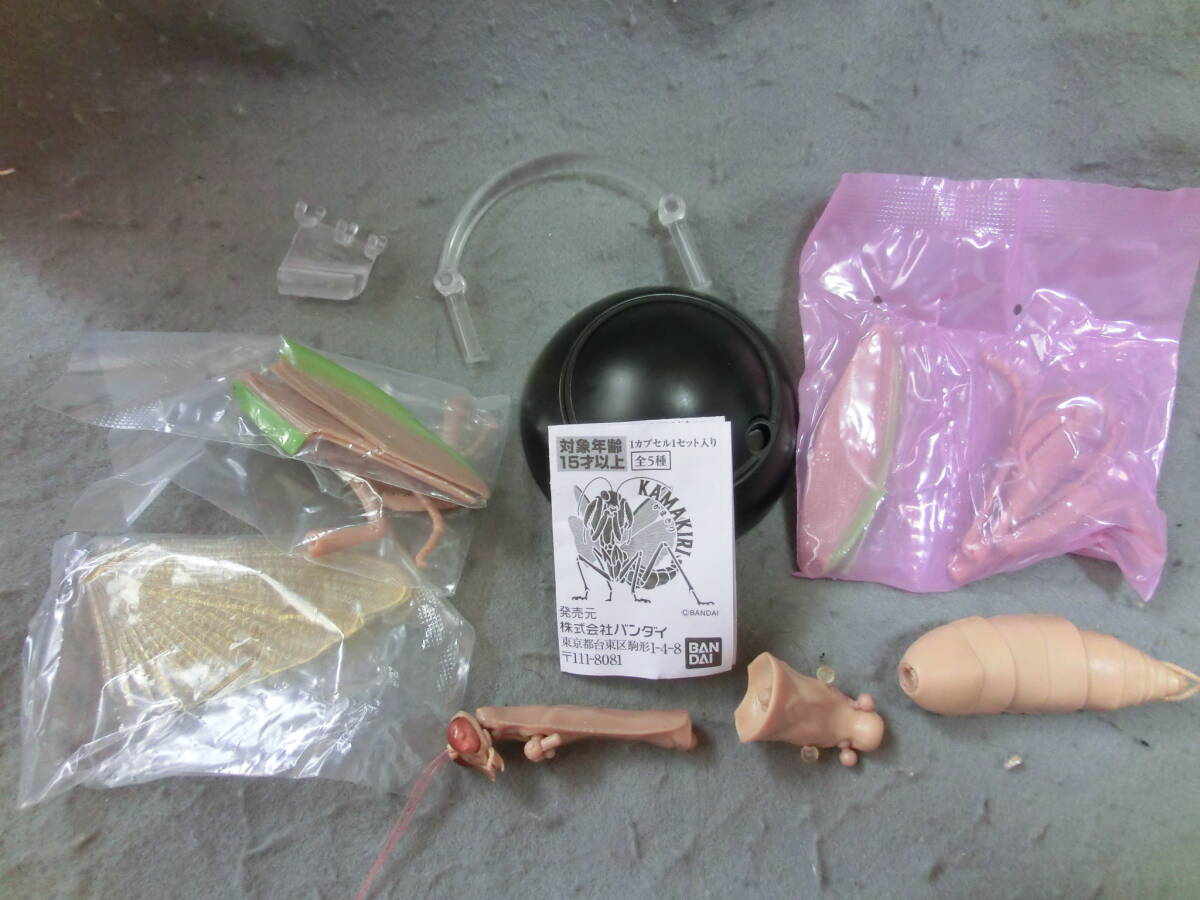 いきもの大図鑑 かまきり おおかまきり 褐色型 腹部通常版拍卖