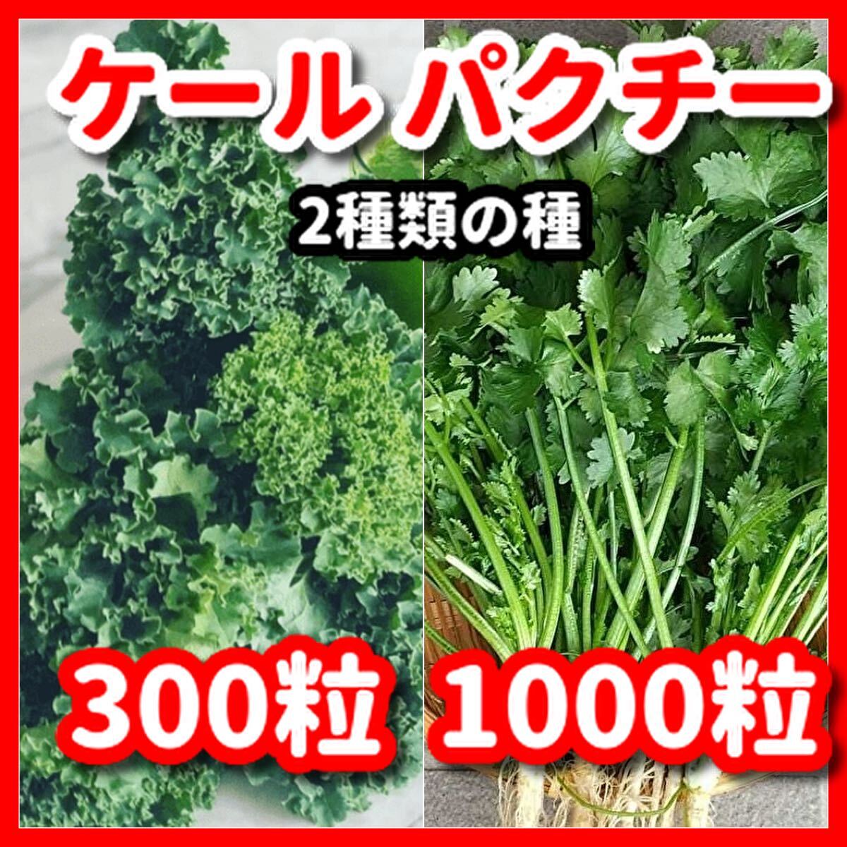 ケール&パクチー(大粒タイプ)の種セット★令和6年産★増量サービス中拍卖