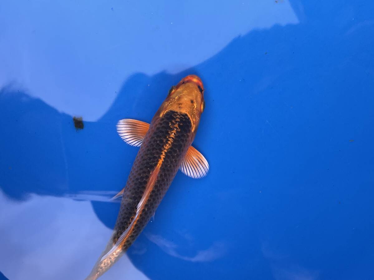 ★特選当歳★令和6年産 面迫系のピッカピカで綺麗な黄金兜14cm程度拍卖