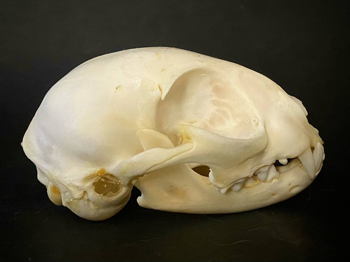 猫 ネコ ? 頭骨 標本 スカル 骨  #b拍卖