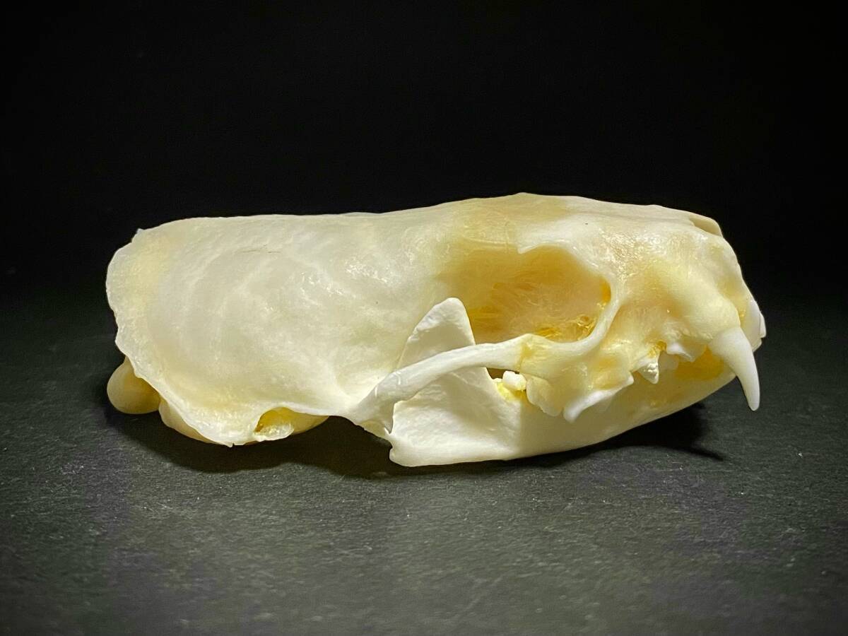 ミンク ? 頭骨 標本 スカル 骨拍卖