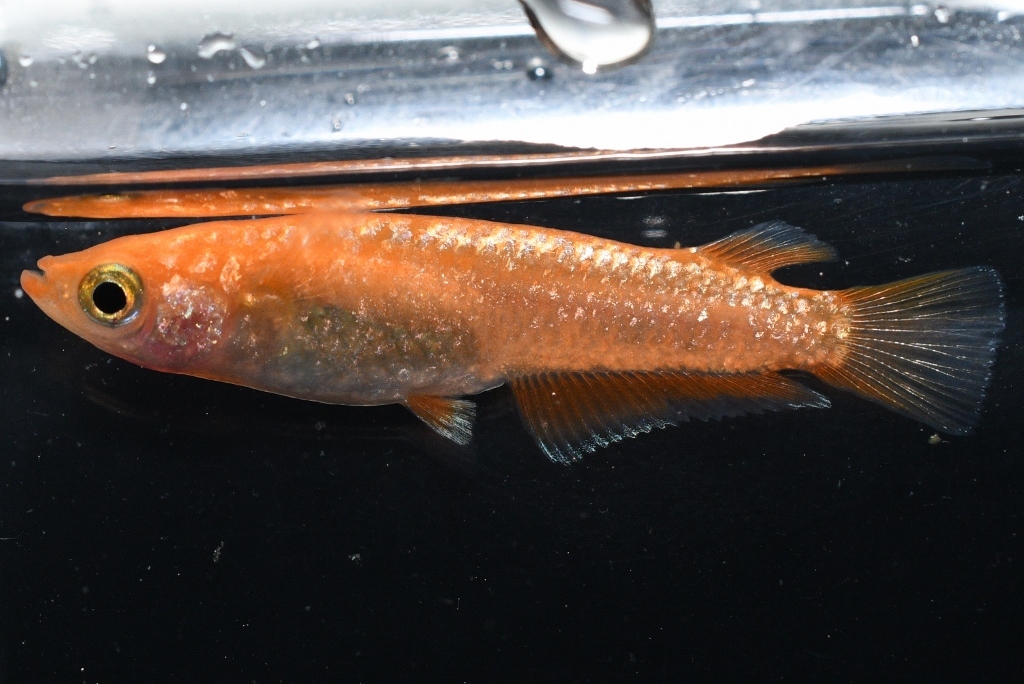 【猫飯本店】紅華キッシングメダカの稚魚・10匹 めだか拍卖