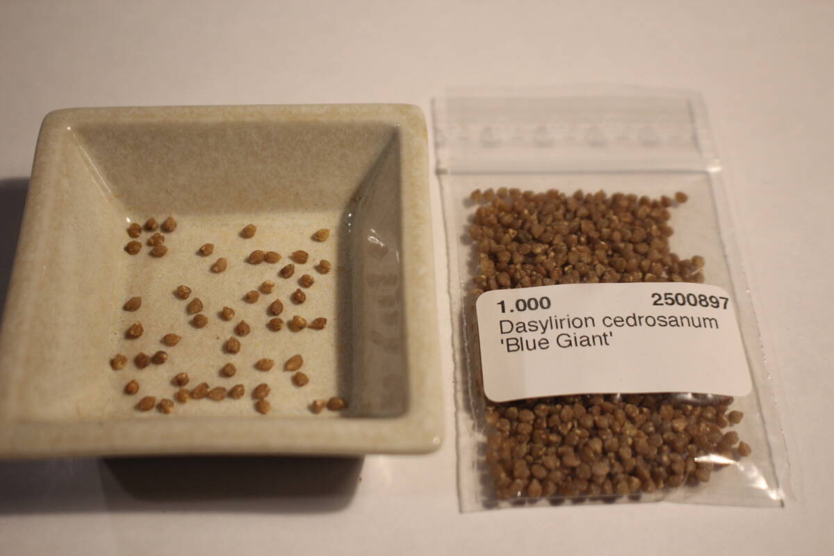 【送料無料】【即決】【種】'Dasylirion cedrosanum 'Blue Giant'  20粒+α ダシリリオン 拍卖