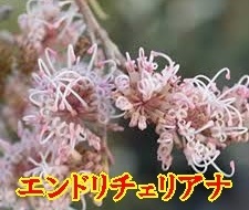 グレビレア・エンドリチェリアナ 独特の花姿 オーストラリア原産の常緑樹 4号拍卖