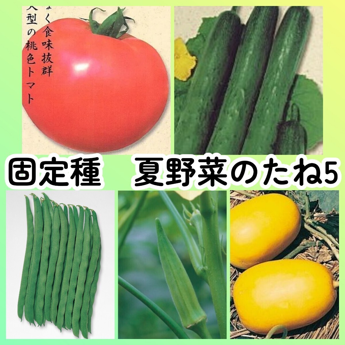 固定種夏野菜の種5◆世界一トマト+新ときわ地這いキュウリ+つるありインゲン+東京五角オクラ+マクワウリ奈良一号まくわ拍卖