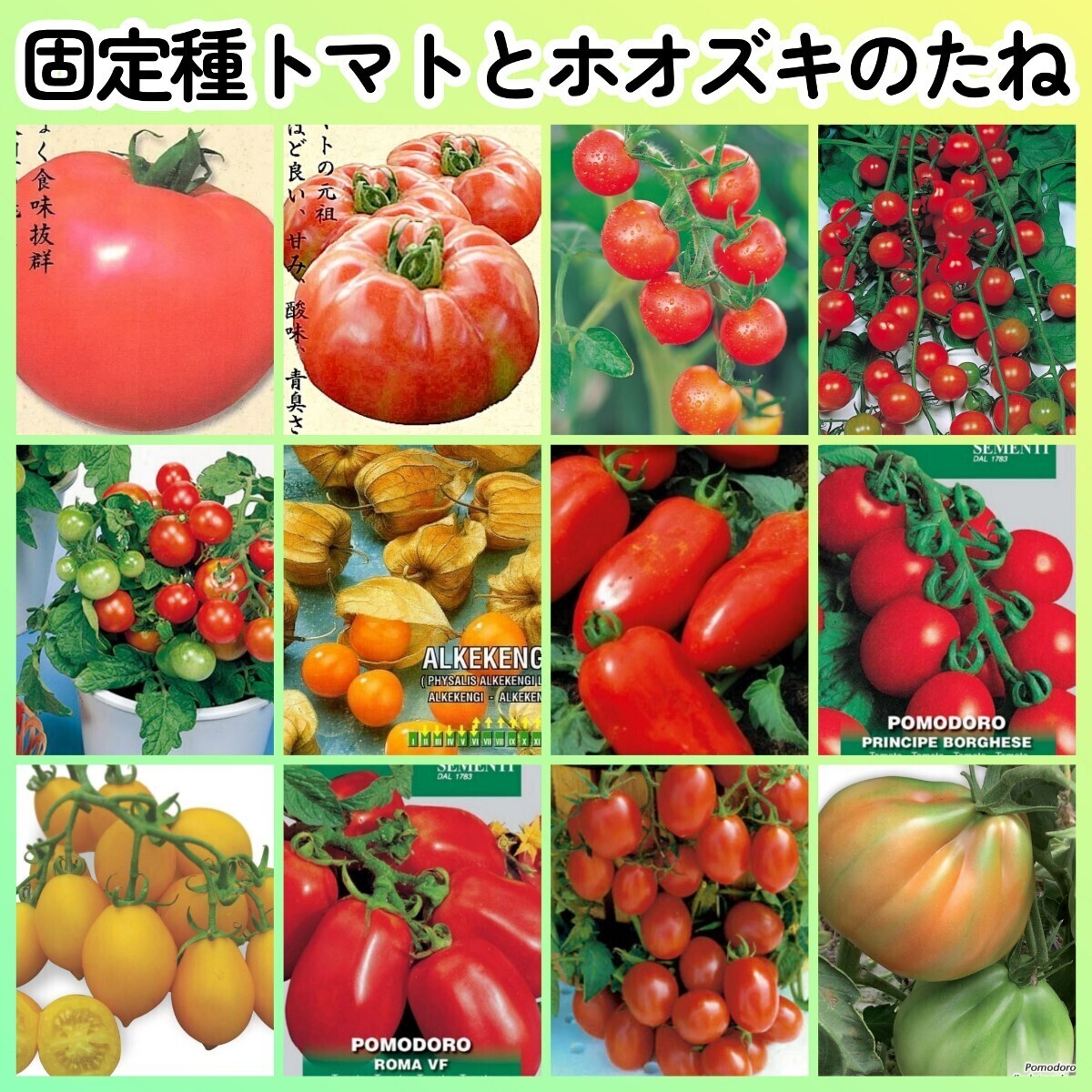 固定種トマト食用ホオズキ種12◆世界一トマトポンテローザシュガーランプステラミニサンマルツァーノボルゲーゼイタリアンピエンノーロ拍卖