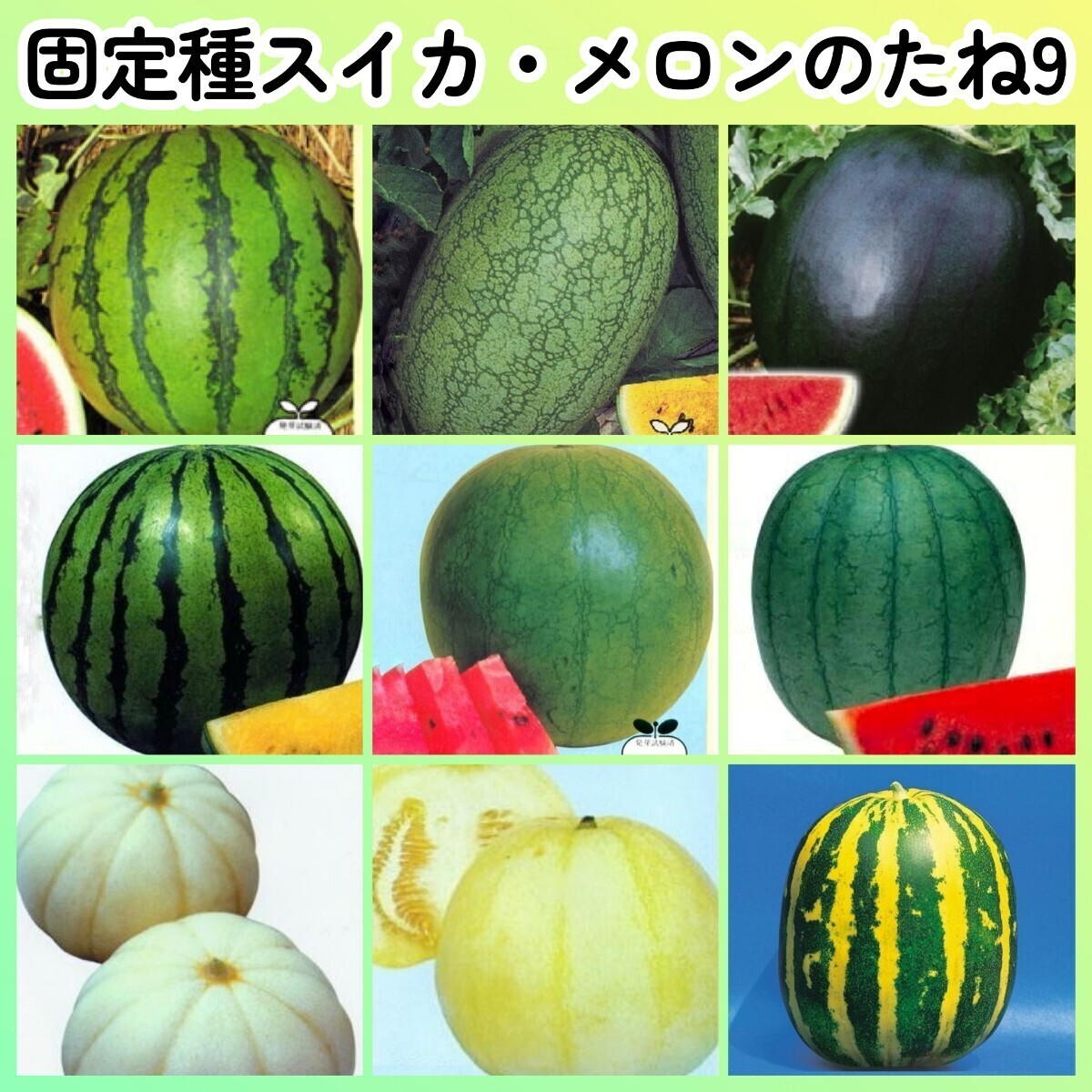 固定種スイカメロン種9◆新大和二号西瓜嘉宝西瓜シュガーベイビー旭大和クリーム2号西瓜乙女西瓜菊メロンみずほニューメロンタイガーメロン拍卖