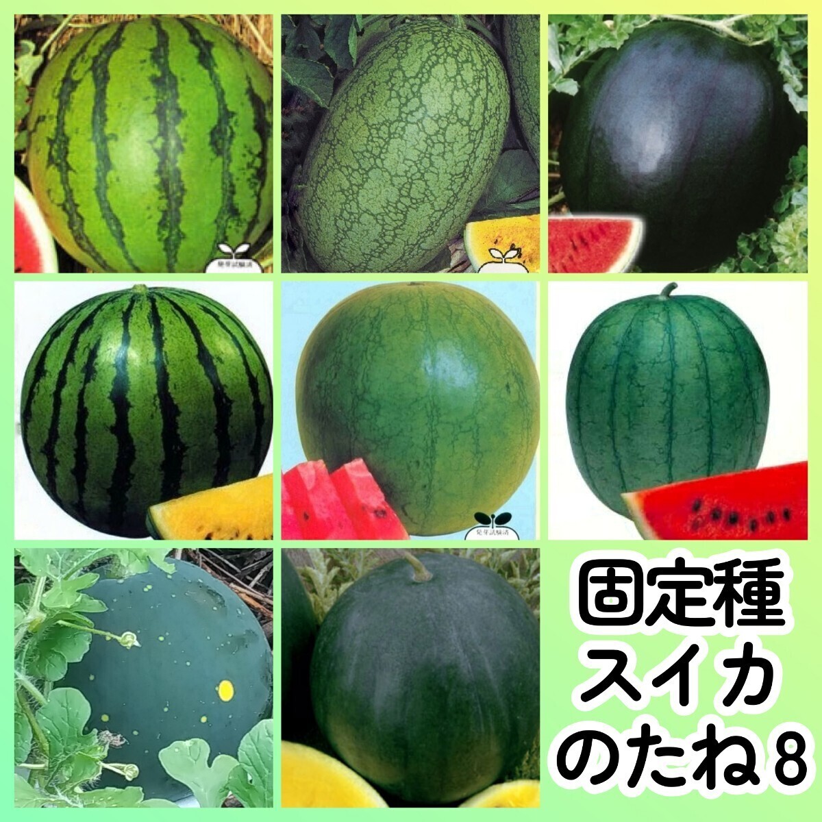 固定種スイカ種8◆新大和二号西瓜嘉宝西瓜シュガーベイビー旭大和西瓜大和クリーム2号西瓜乙女西瓜ムーン&スター黒皮黄肉すいか拍卖