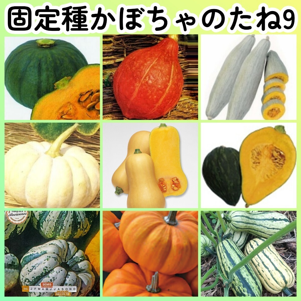 固定種カボチャ種9◆東京南瓜打木赤皮甘栗南瓜飛騨南瓜白皮砂糖バターナッツきぬごしスイートダンプリングジャックビーリトルデリカータ拍卖