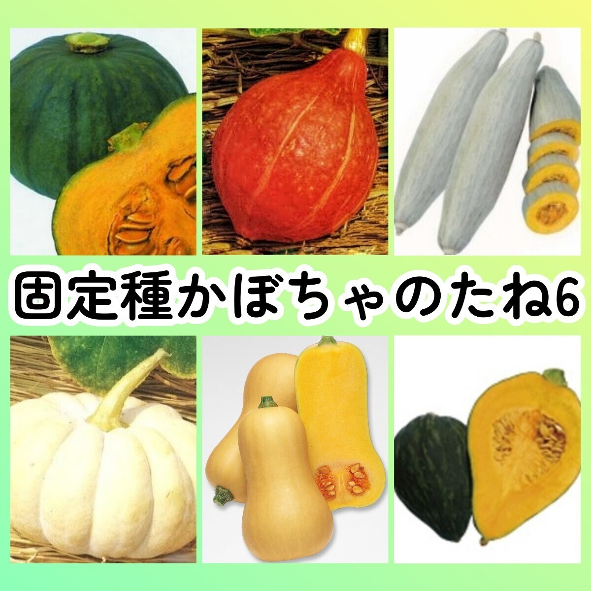 固定種カボチャ種6◆東京南瓜(芳香青皮栗南瓜)+打木赤皮甘栗南瓜+飛騨南瓜+白皮砂糖南瓜+バターナッツ+きぬごし拍卖