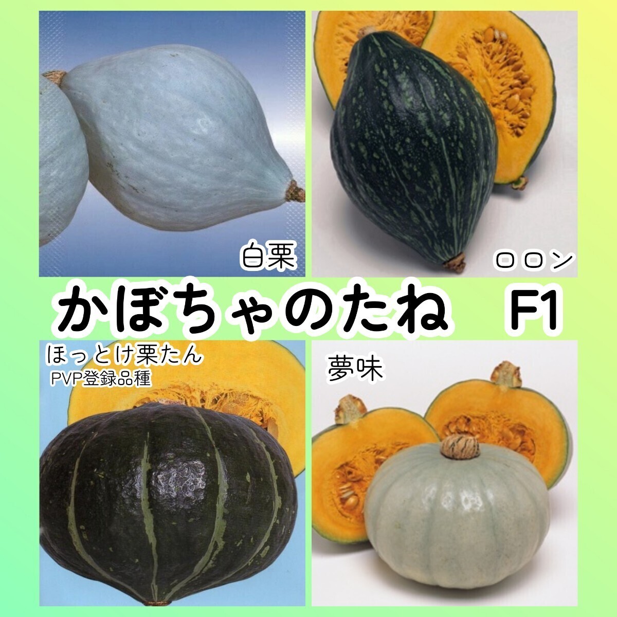 F1カボチャ種セット4◆白栗+ロロン+ほっとけ栗たん+夢味◆白皮 ラグビーボール型 短節間南瓜 かぼちゃ拍卖