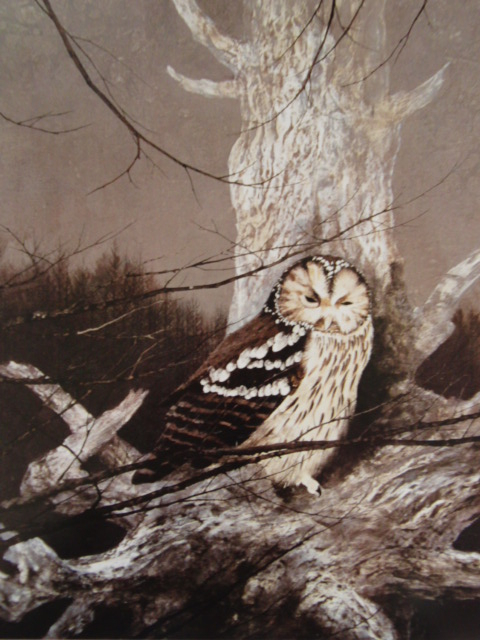 石田武、【梟】、希少な額装用画集より、新品額装付、状態良好、送料込み拍卖