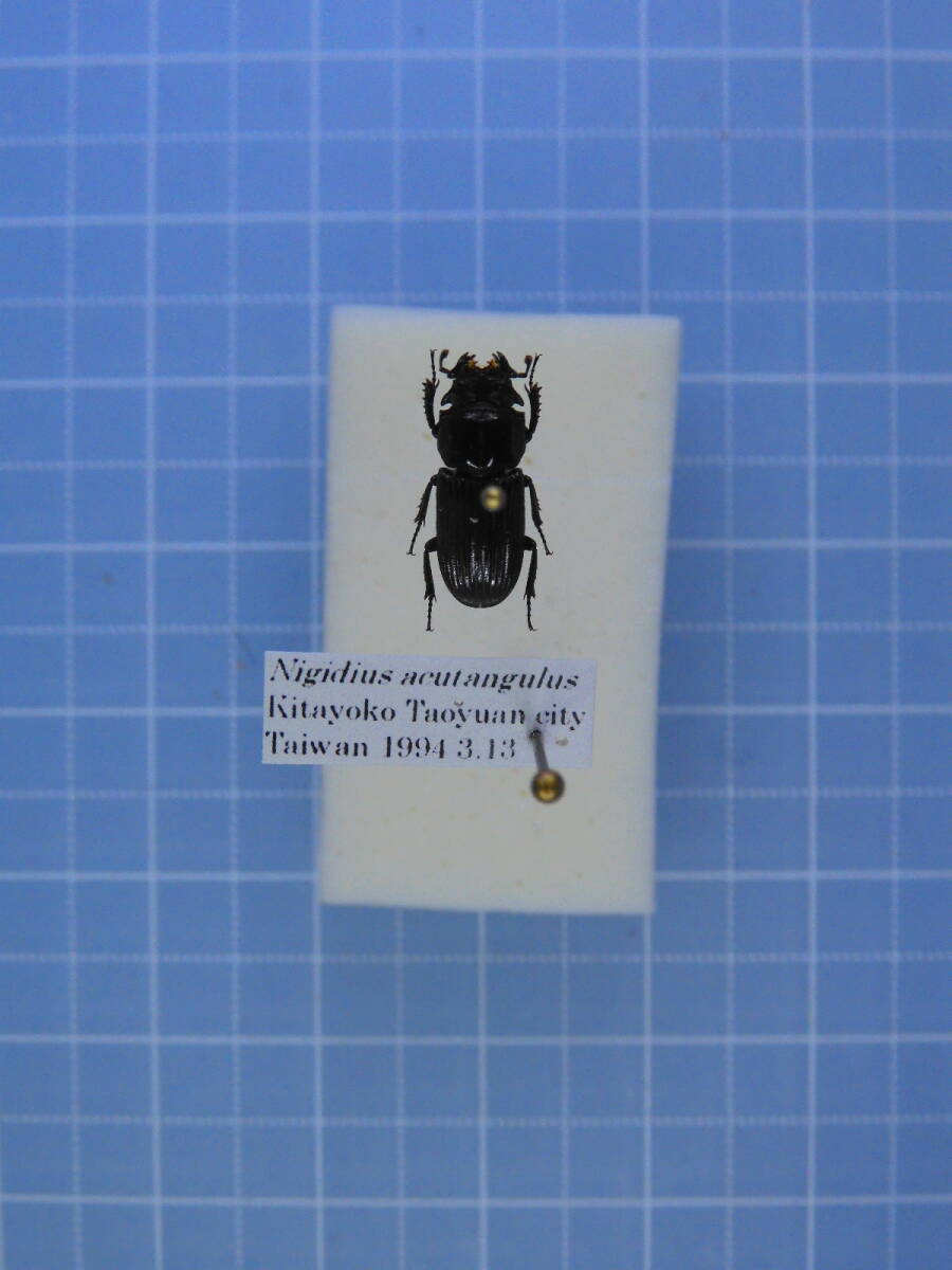 ☆台湾産 ヒメツノヒョウタンクワガタ 11mm拍卖