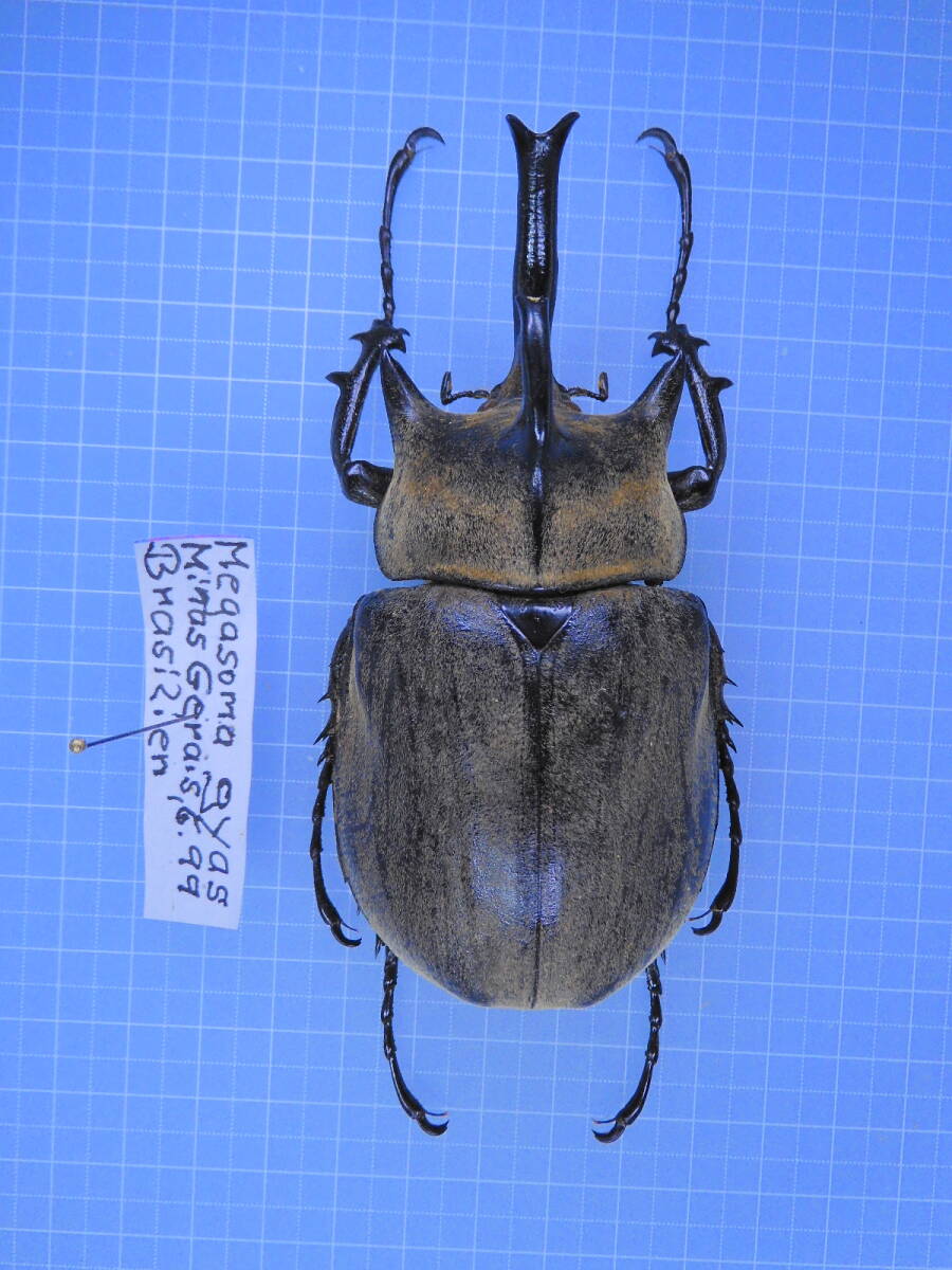 ☆ブラジル産 出物の少ない 原名亜種 ギアスゾウカブト 102mm 古い標本拍卖