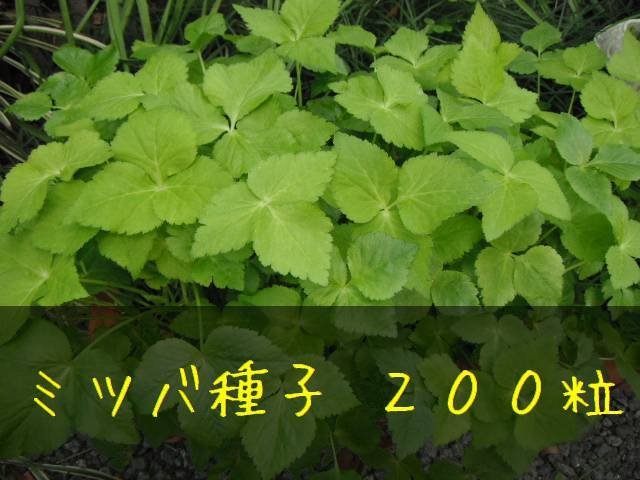 三つ葉(ミツバ、白茎三つ葉)の種子200粒 固定種 栽培用拍卖