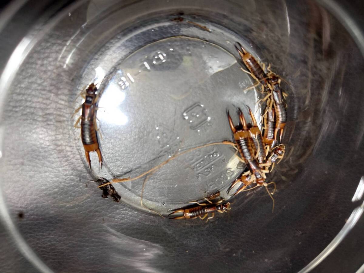 アダルトペア+オマケイベリア産オオハサミムシ拍卖