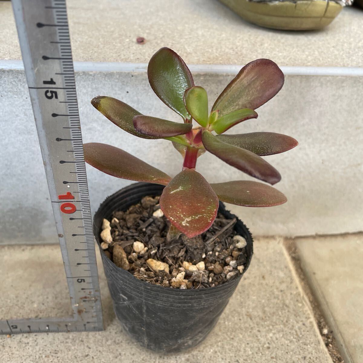 【カット苗】1つ 金のなる木 多肉植物 1カット拍卖